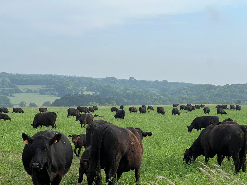 La Ferme de Kerdroual, Black Angus in Bio Qualität, Gourlizon, alle Fotos © La Ferme de Kerdroual 