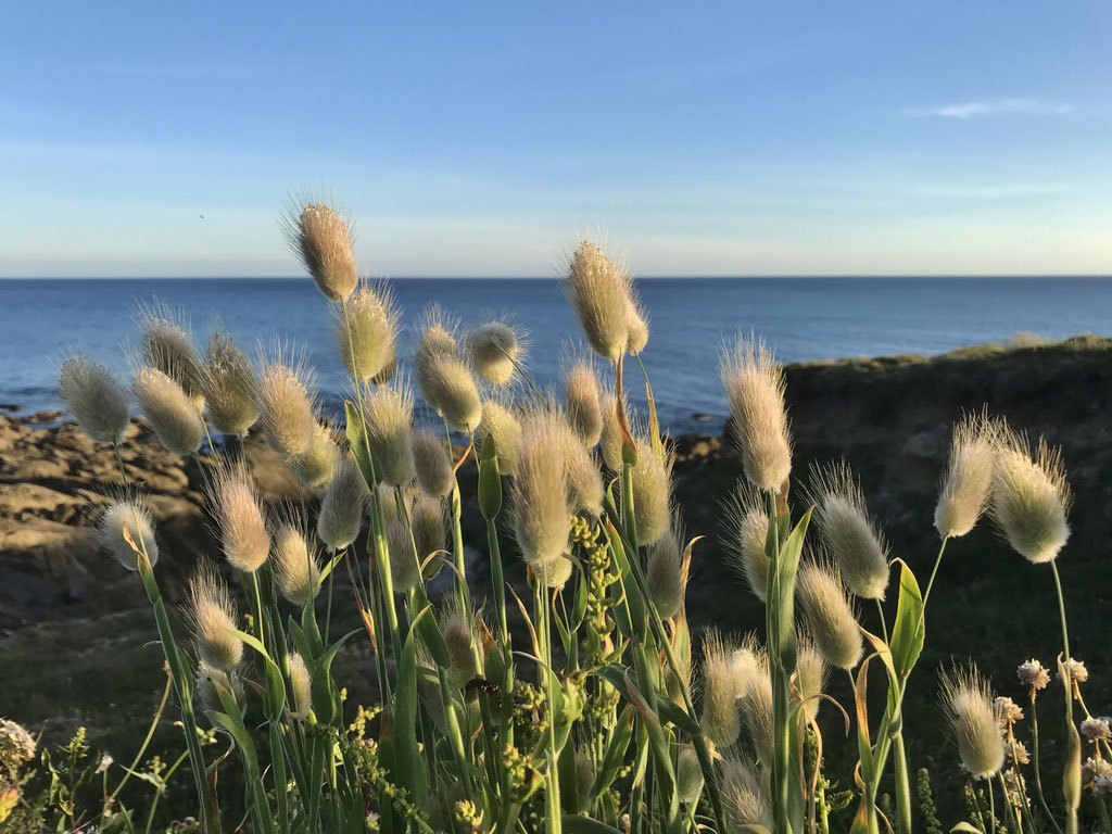 Gras am Küstenweg GR34, Biucht von Audierne