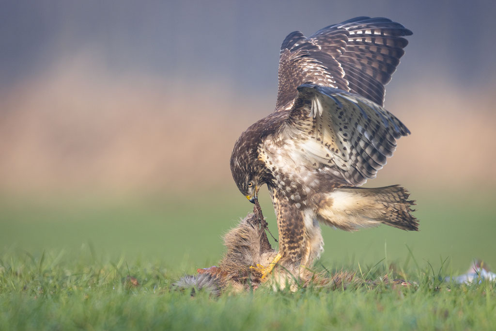 Der sich trotzdem ordentlich anstrengen muss, Fleischfetzen aus dem Tierkörper herauszureißen. 