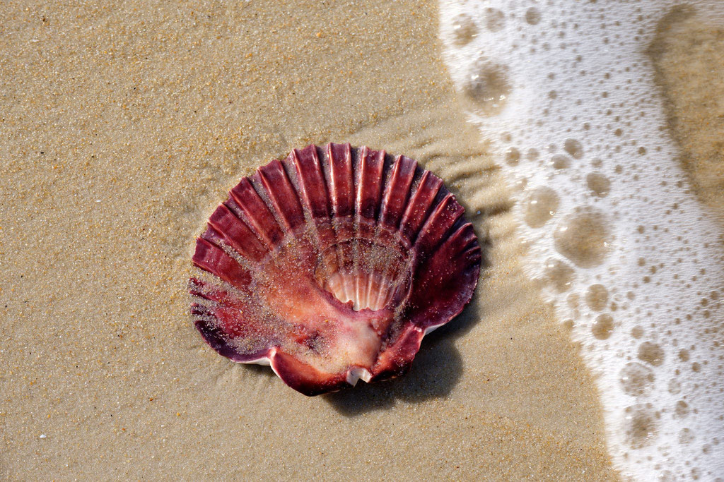 Muschel mit Welle, Shell with wave Hazard Beach, Freycinet-National Park