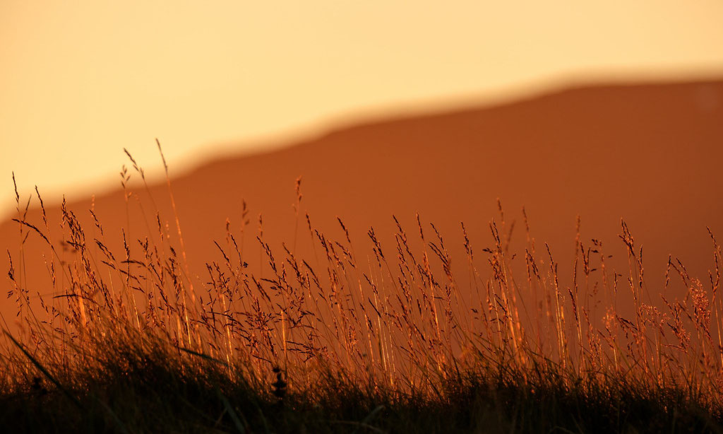 Gras im Abendlicht Vestfirðir Westfjorde