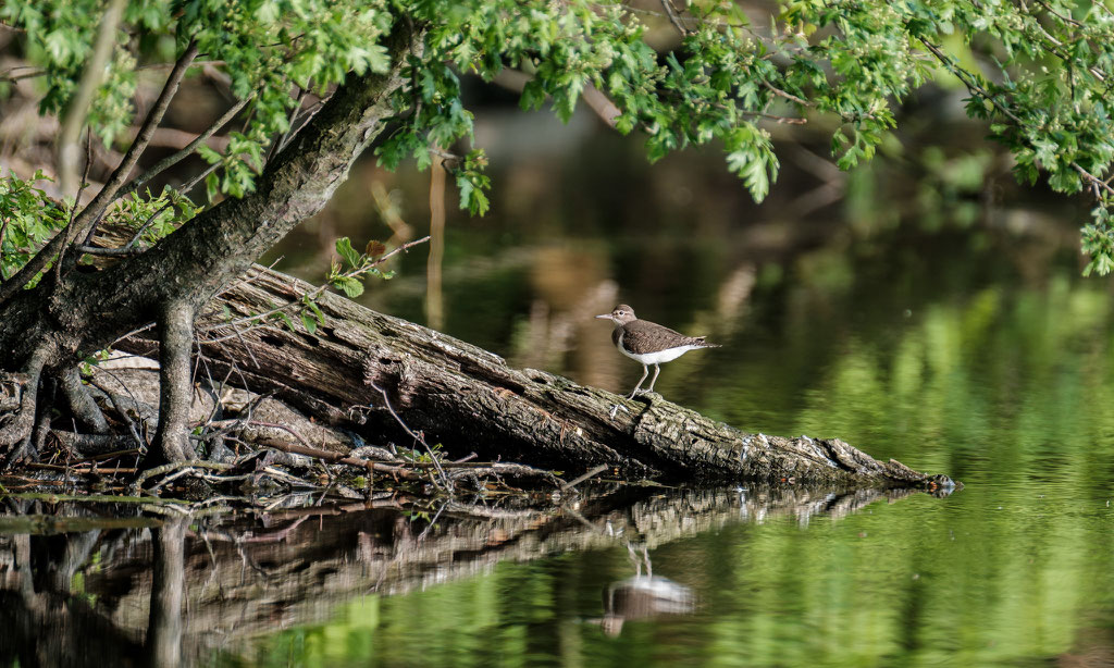 Flussuferläufer Common sandpiper (Actitis hypoleucos)