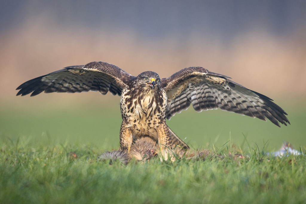 Ein sehr selbstbewusster Bussard. 