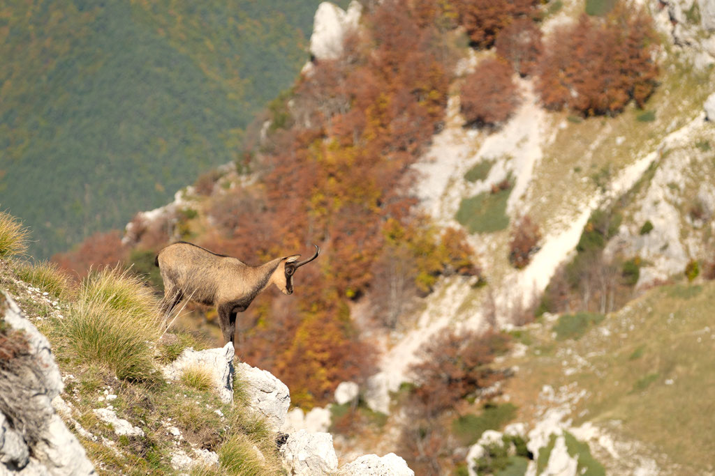 Abruzzengämse am Passo Cavuto