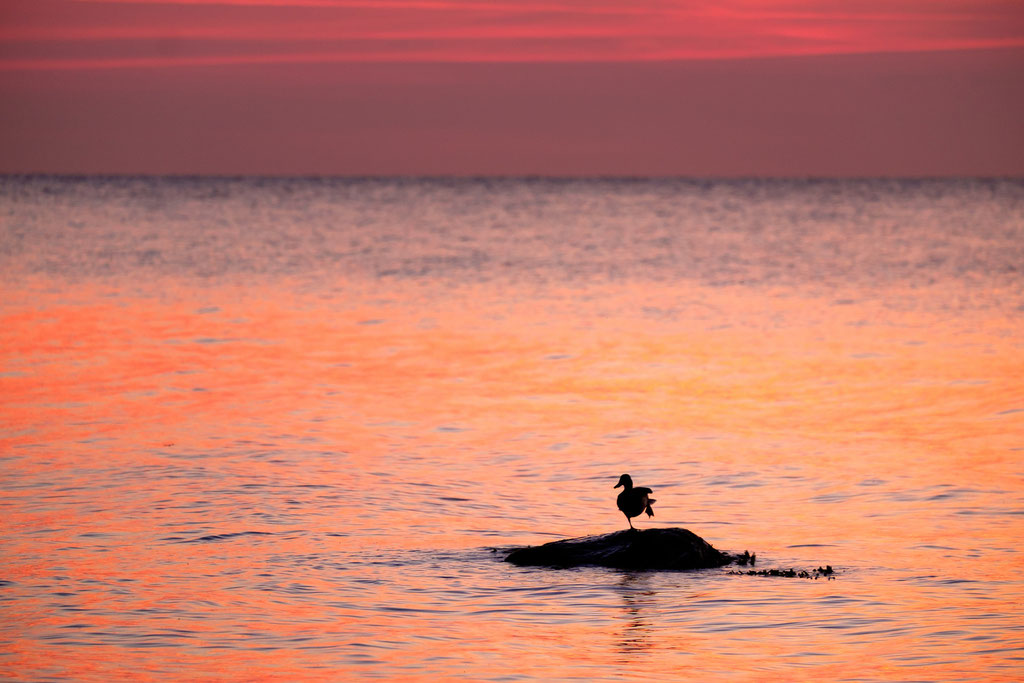 Ente alá Orange