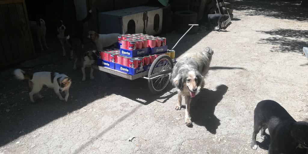 Rocco im Juli 2025 mit einer Spende Dosenfutter, die im Tierheim abgegeben wurde.