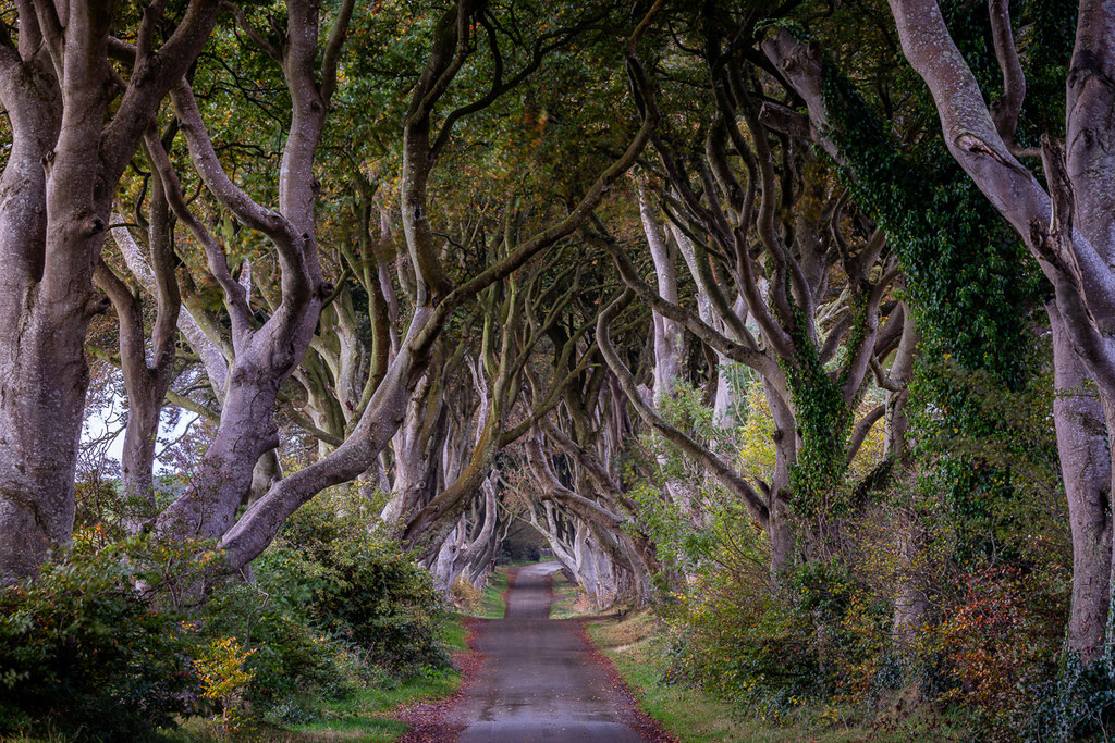 The Dark Hedges