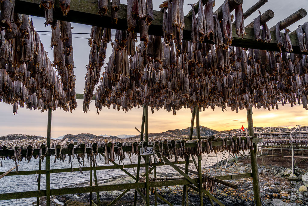 Lofoten: Stockfisch in Henningsvær