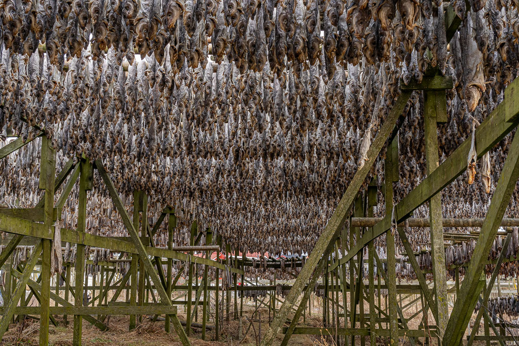 Lofoten: Stockfisch in Henningsvær