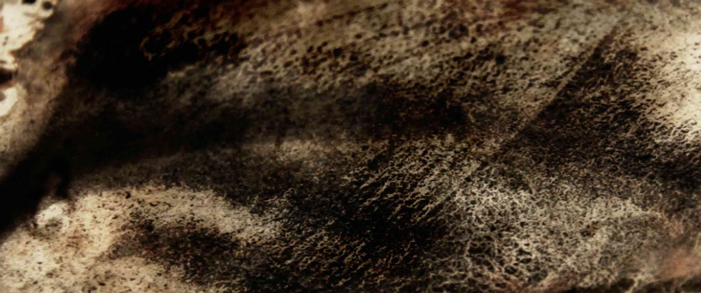 InTheBeginning#6© Christopher A. Oberdorfer