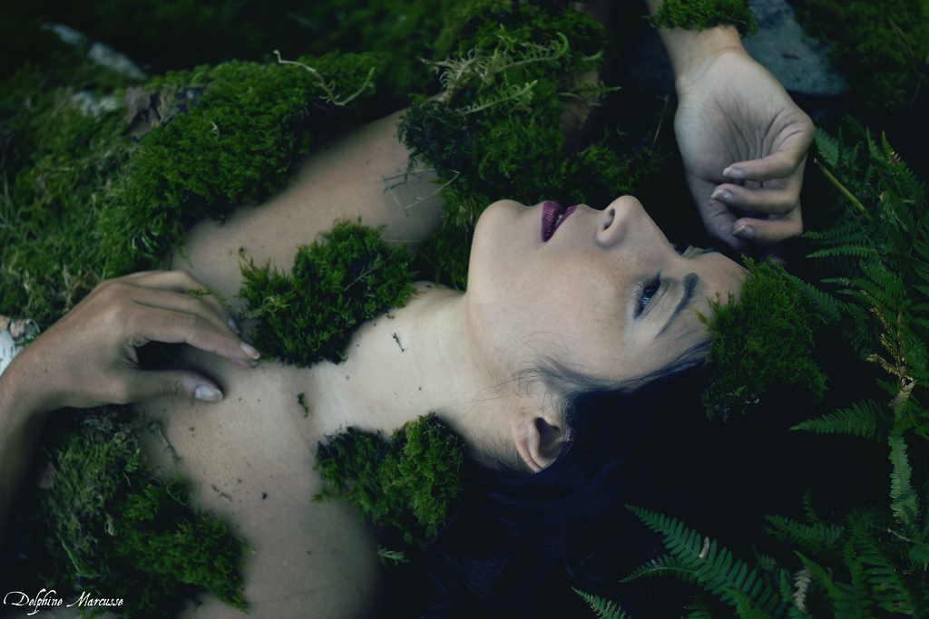 Le coeur de la forêt / The heart of the forest