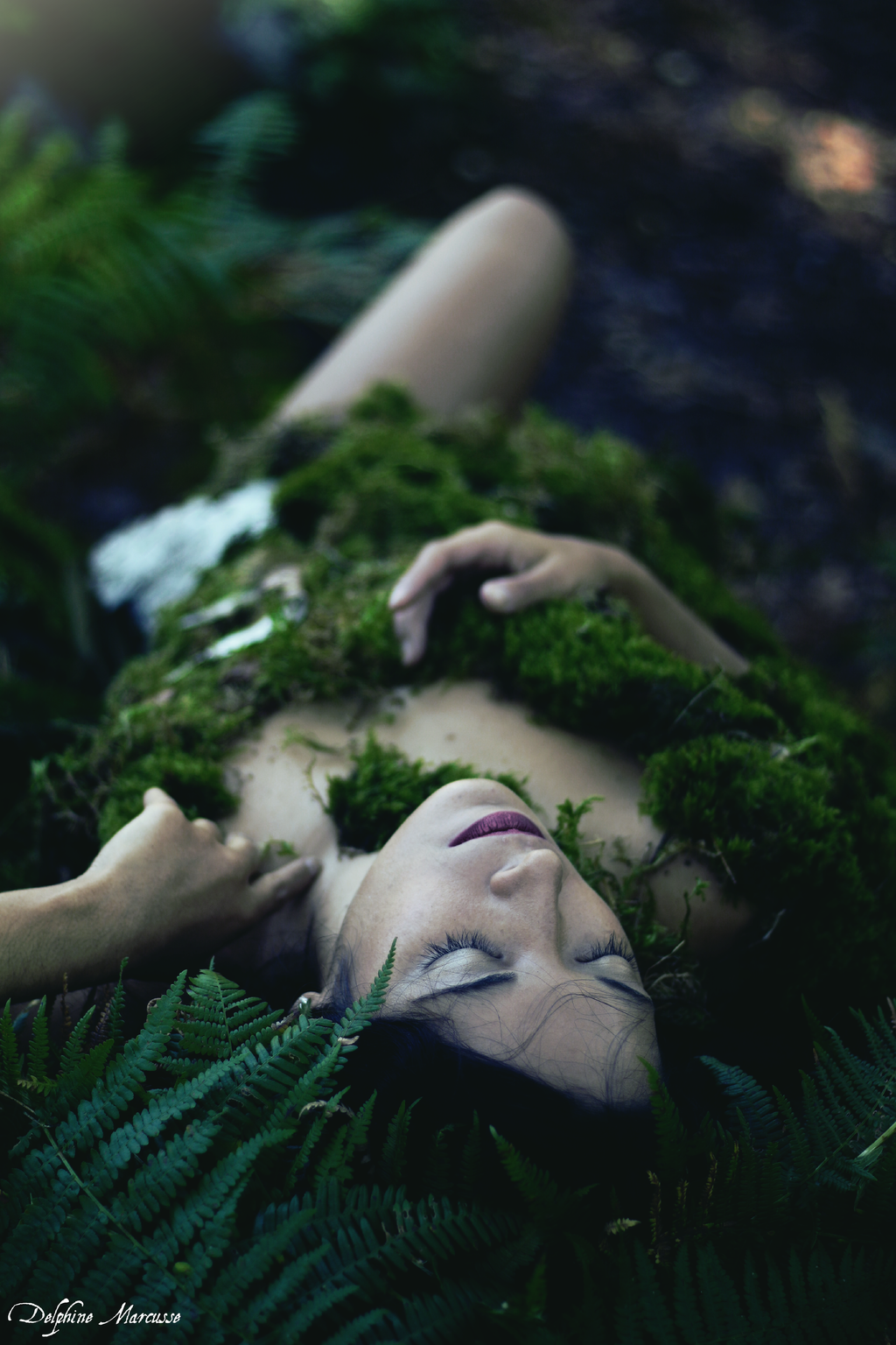 Le coeur de la forêt / The heart of the forest