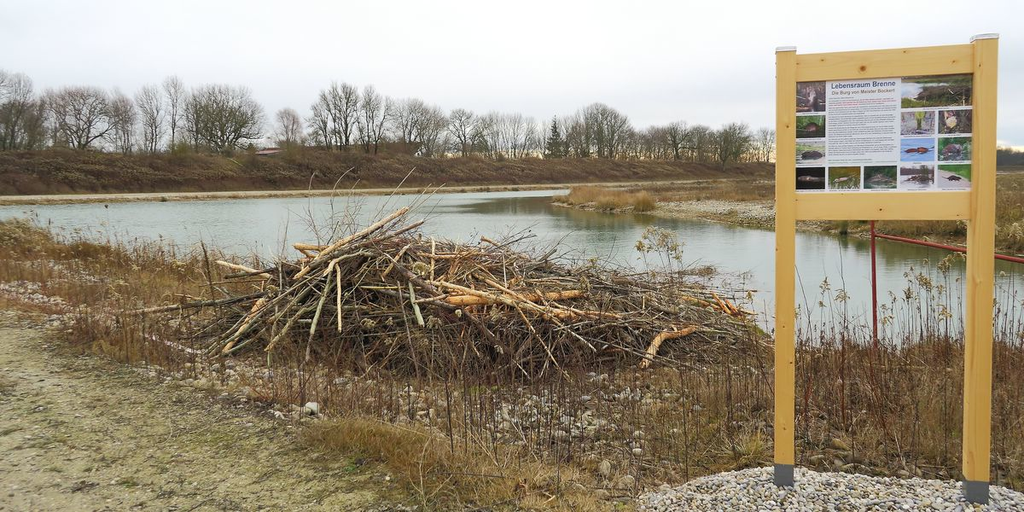 Neue Biberburg am renaturierten Ufer