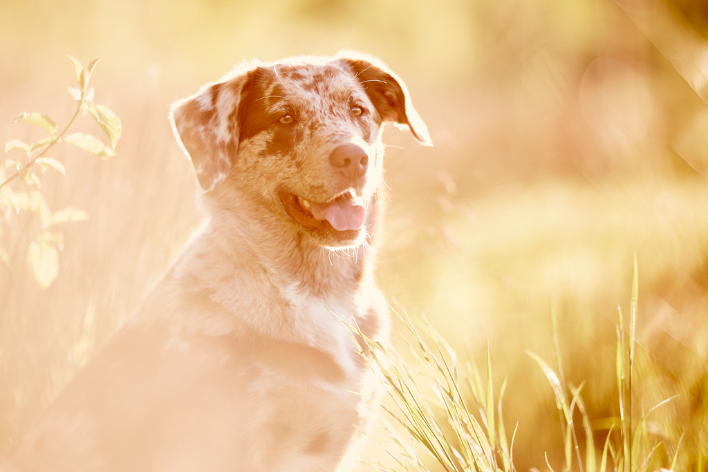 Tierfotograf Hundefotograf Pferdefotograf Fotostudio Lörrach Rheinfelden Freiburg Bad Säckingen Laufenburg Weil am Rhein Basel Bern Zürich