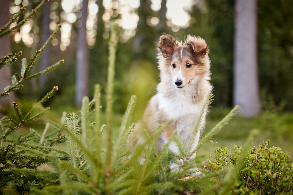 Tierfotografie Welpe fotografieren Hundefotografie Fotografie Tipps Workshop CoachIng Tutorial Rheinfelden Lörrach Basel Freiburg bern Zürich Baden Württemberg Schweiz Canon Kamera Spiegelreflex