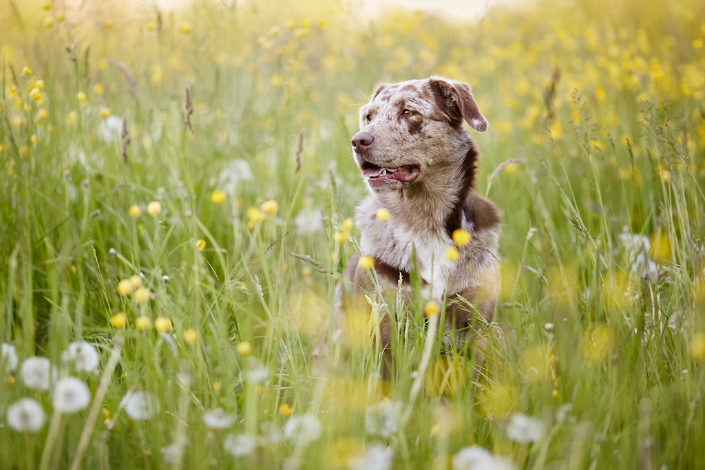 Tierfotograf Hundefotograf Pferdefotograf Fotostudio Lörrach Rheinfelden Freiburg Bad Säckingen Laufenburg Weil am Rhein Basel Bern Zürich