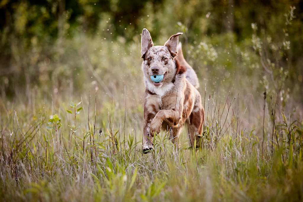 Tierfotograf Hundefotograf Pferdefotograf Fotostudio Lörrach Rheinfelden Freiburg Bad Säckingen Laufenburg Weil am Rhein Basel Bern Zürich