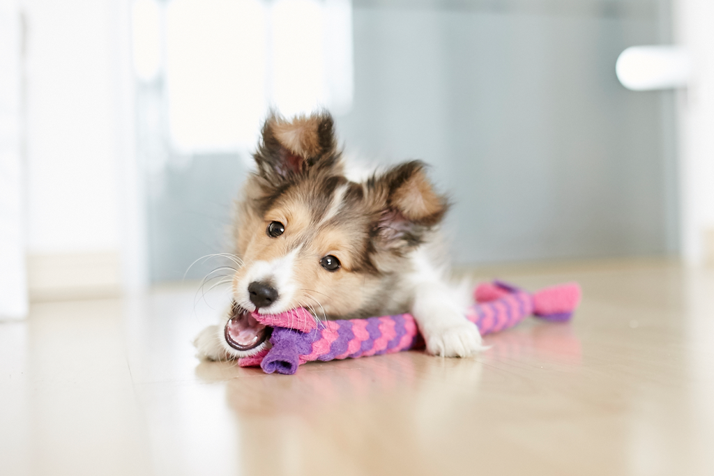 Tierfotografie Welpe fotografieren Hundefotografie Fotografie Tipps Workshop CoachIng Tutorial Rheinfelden Lörrach Basel Freiburg bern Zürich Baden Württemberg Schweiz Canon Kamera Spiegelreflex