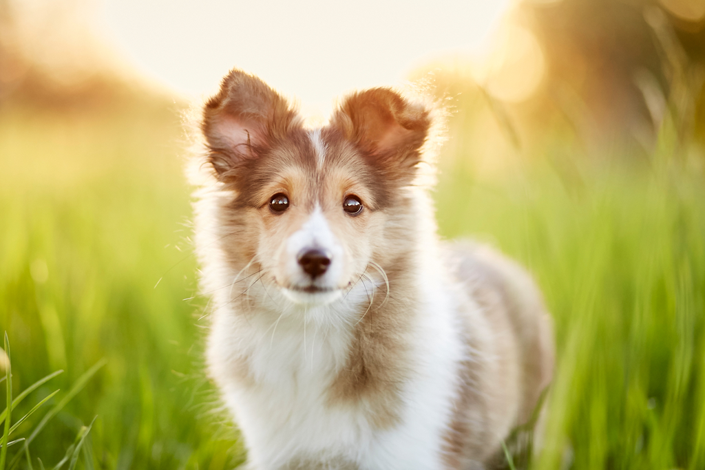 Tierfotografie Welpe fotografieren Hundefotografie Fotografie Tipps Workshop CoachIng Tutorial Rheinfelden Lörrach Basel Freiburg bern Zürich Baden Württemberg Schweiz Canon Kamera Spiegelreflex