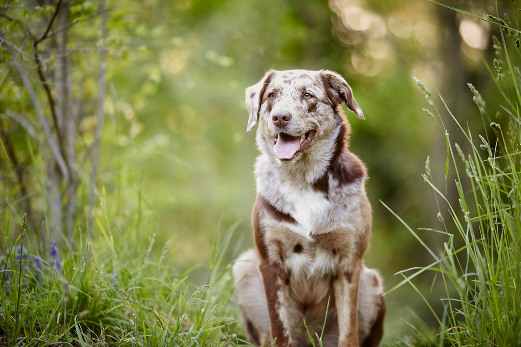 Tierfotograf Hundefotograf Pferdefotograf Fotostudio Lörrach Rheinfelden Freiburg Bad Säckingen Laufenburg Weil am Rhein Basel Bern Zürich