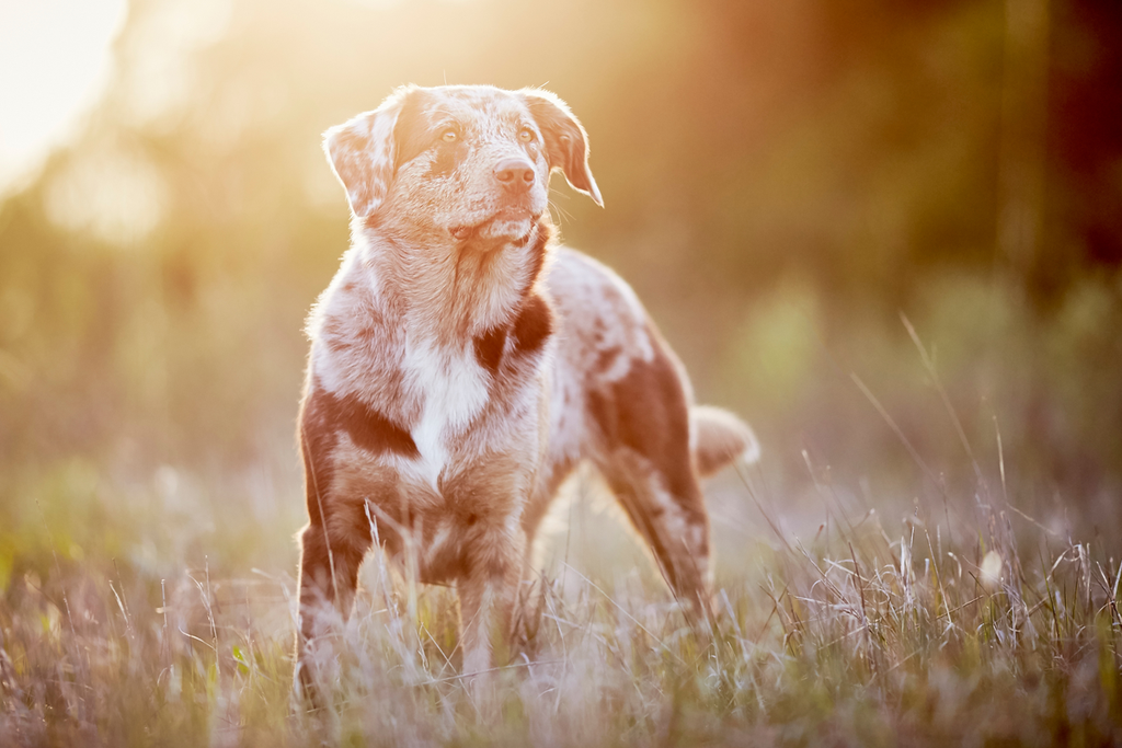 Tierfotograf Hundefotograf Pferdefotograf Fotostudio Lörrach Rheinfelden Freiburg Bad Säckingen Laufenburg Weil am Rhein Basel Bern Zürich