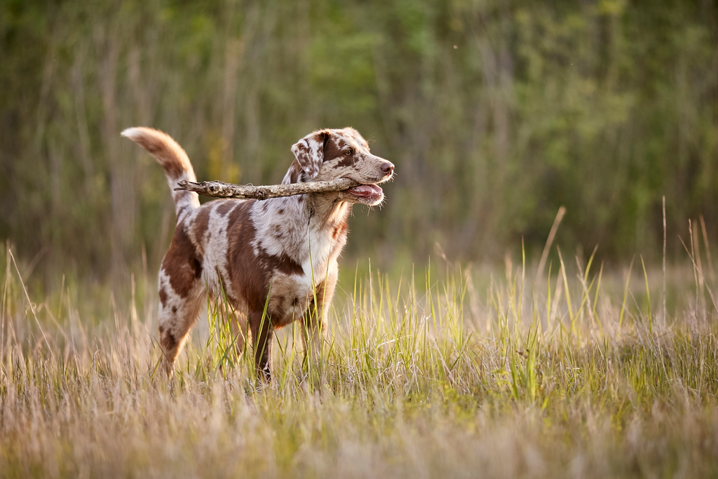 Tierfotograf Hundefotograf Pferdefotograf Fotostudio Lörrach Rheinfelden Freiburg Bad Säckingen Laufenburg Weil am Rhein Basel Bern Zürich