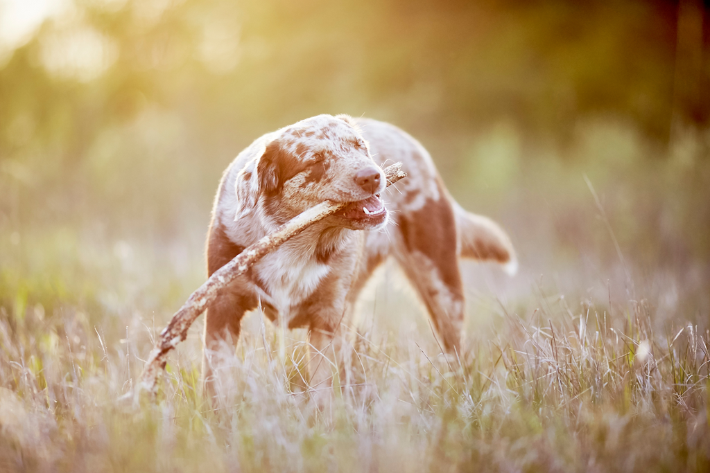 Tierfotograf Hundefotograf Pferdefotograf Fotostudio Lörrach Rheinfelden Freiburg Bad Säckingen Laufenburg Weil am Rhein Basel Bern Zürich