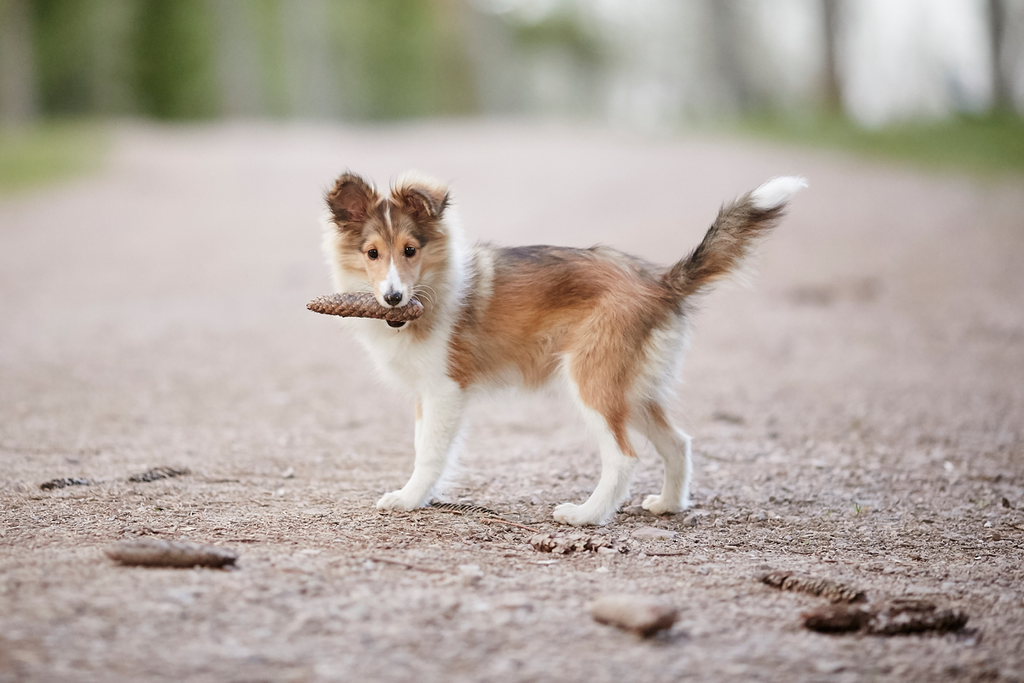 Tierfotografie Welpe fotografieren Hundefotografie Fotografie Tipps Workshop CoachIng Tutorial Rheinfelden Lörrach Basel Freiburg bern Zürich Baden Württemberg Schweiz Canon Kamera Spiegelreflex