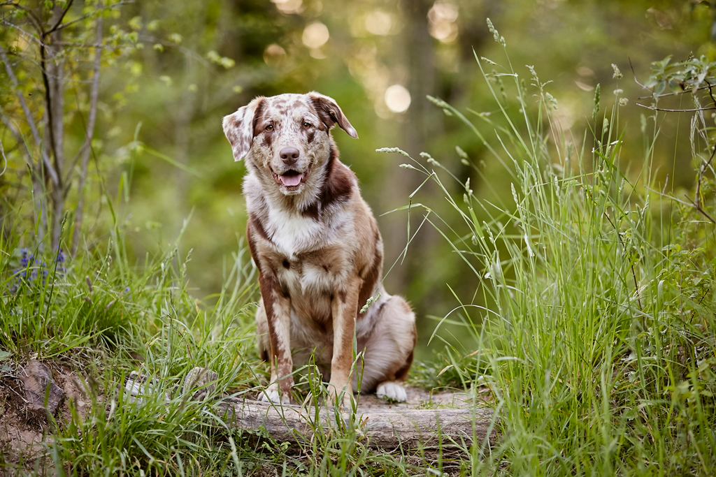Tierfotograf Hundefotograf Pferdefotograf Fotostudio Lörrach Rheinfelden Freiburg Bad Säckingen Laufenburg Weil am Rhein Basel Bern Zürich