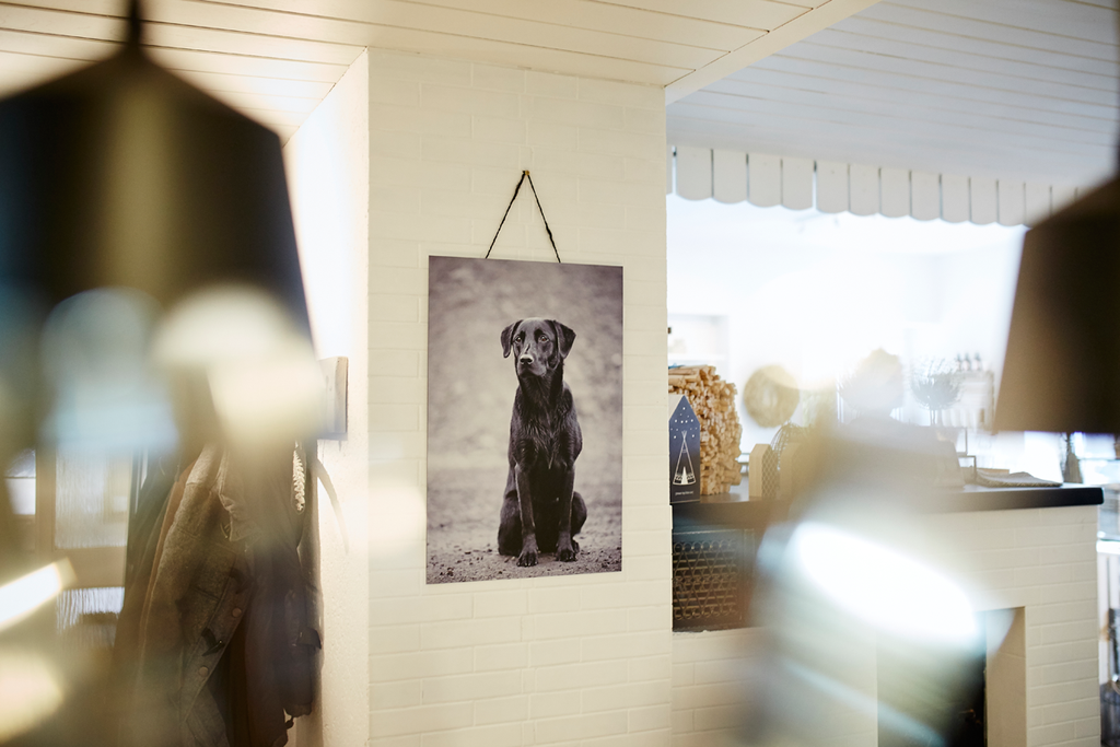 Tierfotograf Hundefotograf Pferdefotograf Fotostudio Lörrach Rheinfelden Freiburg Bad Säckingen Laufenburg Weil am Rhein Basel Bern Zürich
