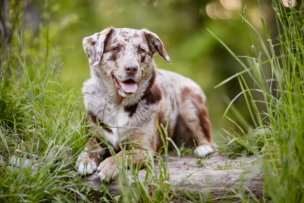 Tierfotograf Hundefotograf Pferdefotograf Fotostudio Lörrach Rheinfelden Freiburg Bad Säckingen Laufenburg Weil am Rhein Basel Bern Zürich