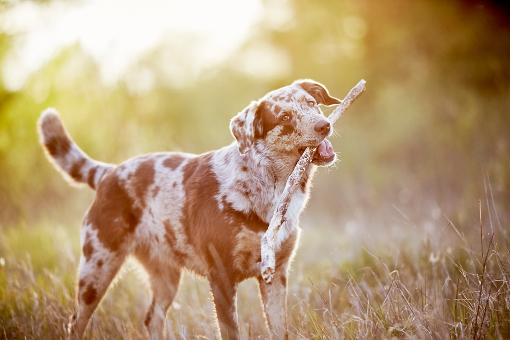 Tierfotograf Hundefotograf Pferdefotograf Fotostudio Lörrach Rheinfelden Freiburg Bad Säckingen Laufenburg Weil am Rhein Basel Bern Zürich