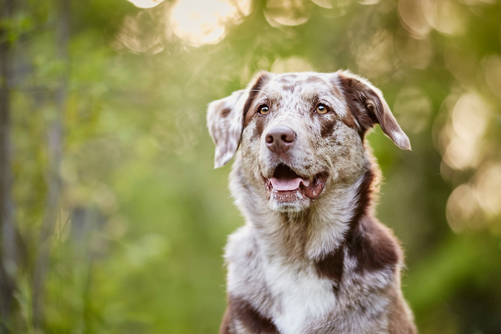 Tierfotograf Hundefotograf Pferdefotograf Fotostudio Lörrach Rheinfelden Freiburg Bad Säckingen Laufenburg Weil am Rhein Basel Bern Zürich