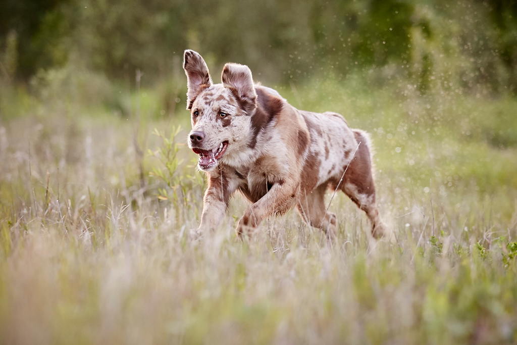 Tierfotograf Hundefotograf Pferdefotograf Fotostudio Lörrach Rheinfelden Freiburg Bad Säckingen Laufenburg Weil am Rhein Basel Bern Zürich