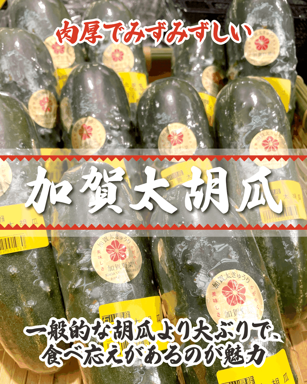 初夏の食卓に！加賀太胡瓜