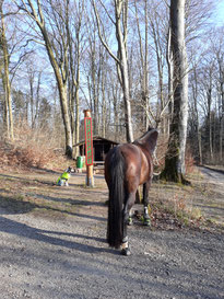 Blade sitzt und Pferd Carla steht angebunden am Tarternpfahl, einem Rastplatz für Wanderer im Deister bei Hannover.