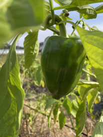 有機無農薬野菜。ナス、ピーマン、トウガラシの苗植え体験。農業体験と収穫体験を開催中。様々な農業体験が可能な観光農園。