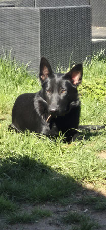 Familienhund Plus, Familienschutzhund, K9, K-9, Schutzhund ausgebildet, Pohl.Sh