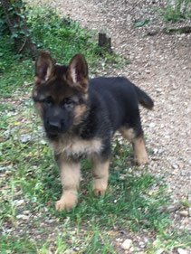 chiots berger allemand disponibles