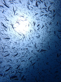 石垣島でのんびりダイビング「魚影」ヒートハートクラブ