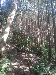 木漏れ陽。八幡山手前。このコースで一番好きなところです