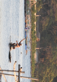 The catch of shellfish and small fish with mangrove as the habitat increased
