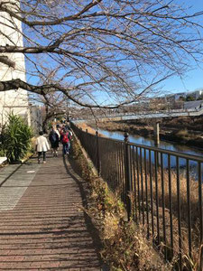 柏尾川沿いを歩く