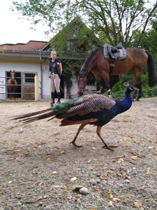 Geflügelte Mitbewohner