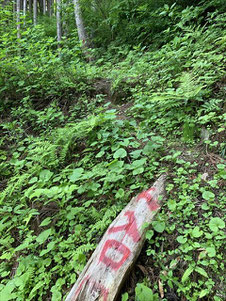 ▲登山道の始まり「入口」目印