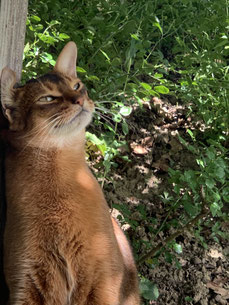 Abessinier, Katze unter der Eiche