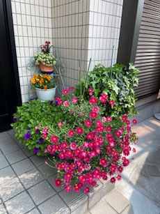 いつもきれいな実家の玄関
