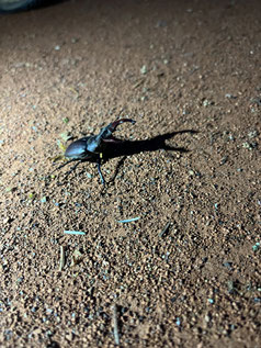 Hirschkäfer (Lucanus cervus) auf FTW-Gelände, alle Fotos: D.Wehlmann
