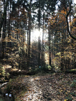 Waldbaden stärkt die Gesundheit. Eine Ausbildung in Wald, Natur, Frischluft lohnt sich