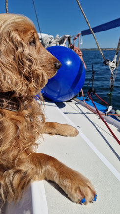 Cockerspaniel mit blauen ToeGrips an den Pfoten schaut vom Segelschiff auf das Wasser